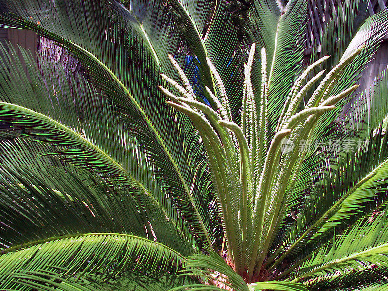 西米棕榈4 -景观